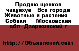 Продаю щенков чихуахуа - Все города Животные и растения » Собаки   . Московская обл.,Дзержинский г.